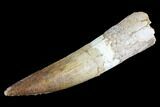 Real Spinosaurus Tooth - Huge Tooth #89122-1